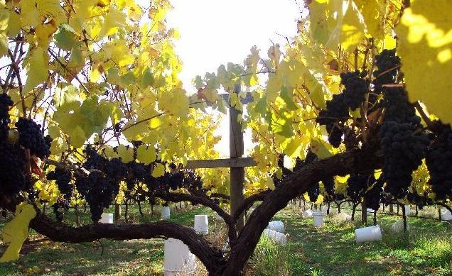 A profile of the Lyre Trellis divided canopy. The double wall of foliage & the space between increases sunlight pick up , UV penetration & airflow through the canopy. This combination naturally reduces disease, maintains vine health &  maximises fruit quality.
