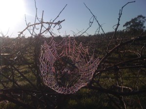 Morning light in the Vineyard