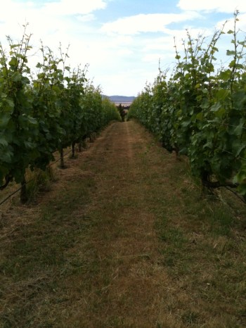 This shows the uniformity of growth in our vineyard. To have a balanced wine, you need a balanced vine!
