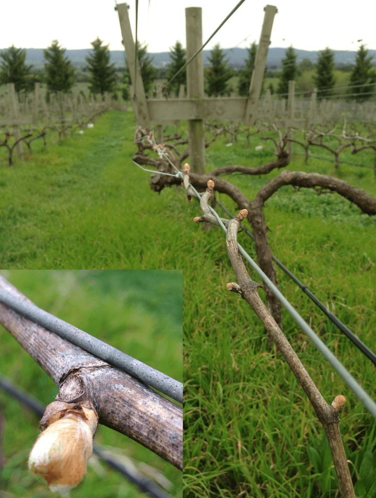 Budburst underway on our 96 block Chardonnay