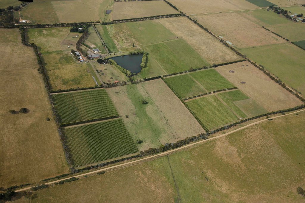Curly Flat Vineyard, a closer inspection.  The dark green areas of the vineyard denote where there is frost protection via overhead sprinklers.
